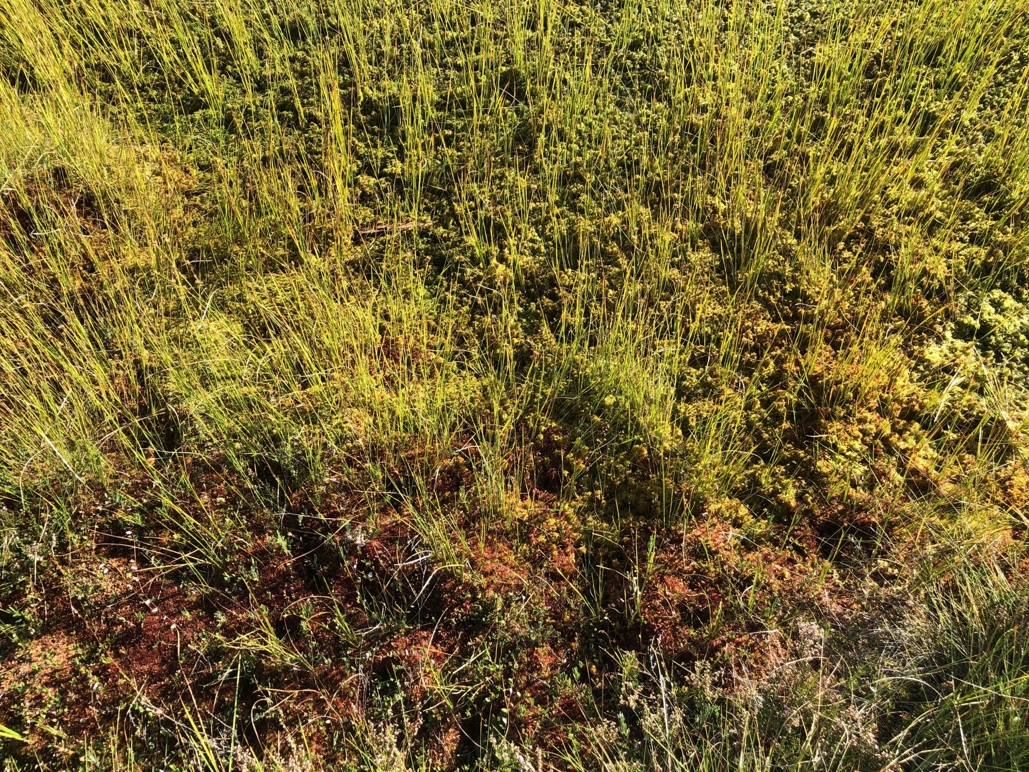 Moor Flora feuchtes Gras