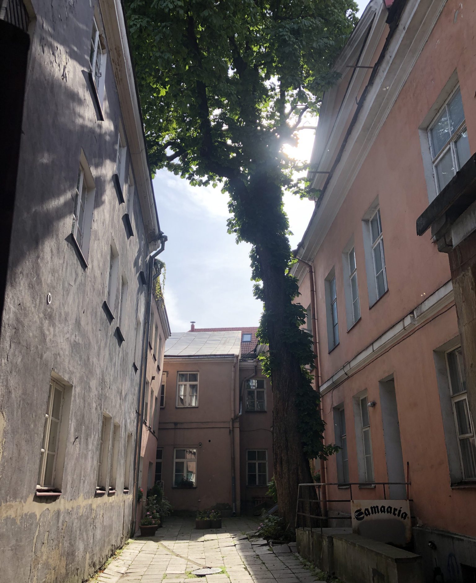 In Tallinn gibt es Hinterhöfe und romantische Gassen in der ein Baum wächst