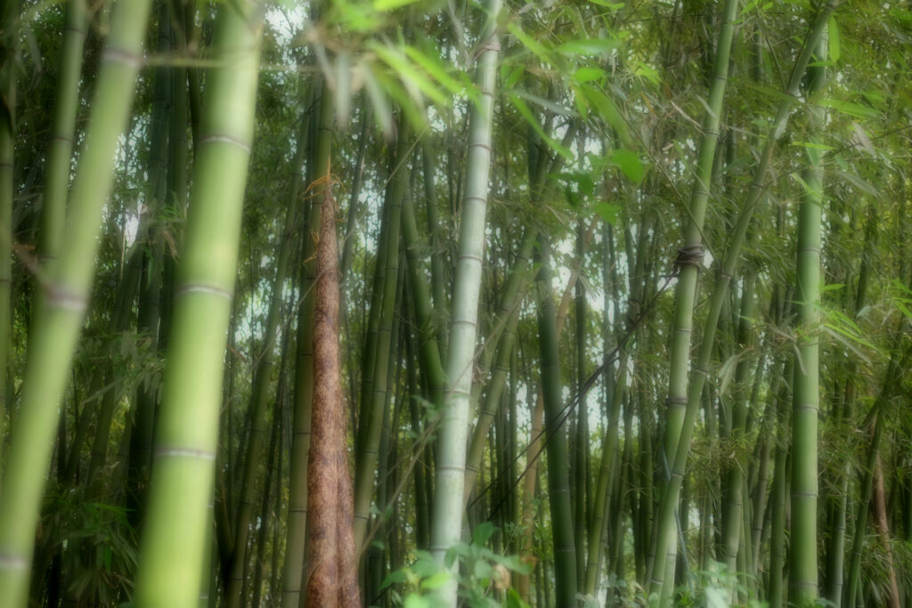 Auch im Bambuswald kann man Waldbaden