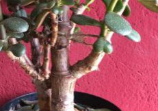 Crassula ovata – Geldbaum – Pfennigbaum als Bonsai