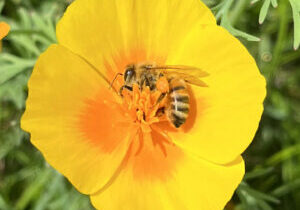 Eine Biene schläft in einer Sattgelben Blüte