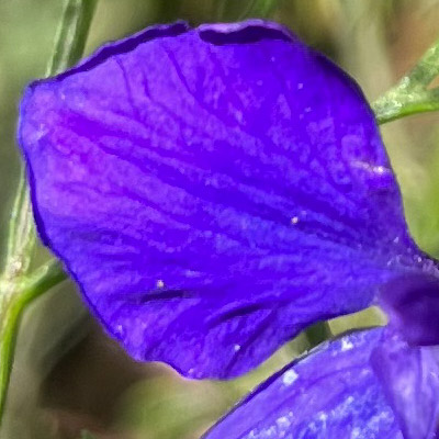 Ein Blütenblatt des blauen Rittersporns Diese Farbe heißt auch ultramarin