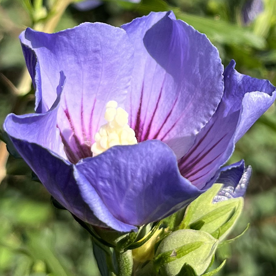Blauviolette Blüte eines Hibiskus Strauches stellenweise auch hellblau