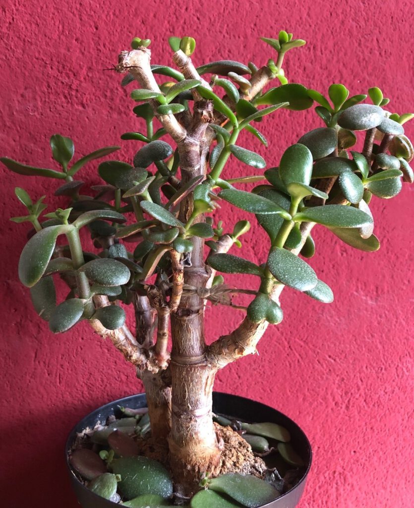 Nebari Pfennigbaum (Crassula ovata) i topf