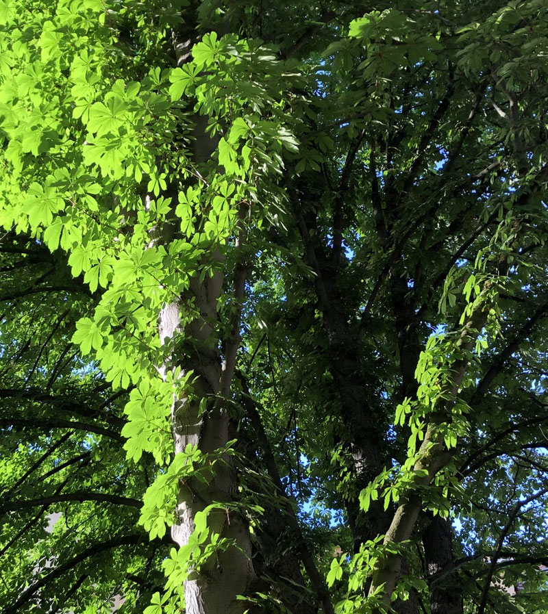 Kastanienbaum leuchtet grün in der Sonne