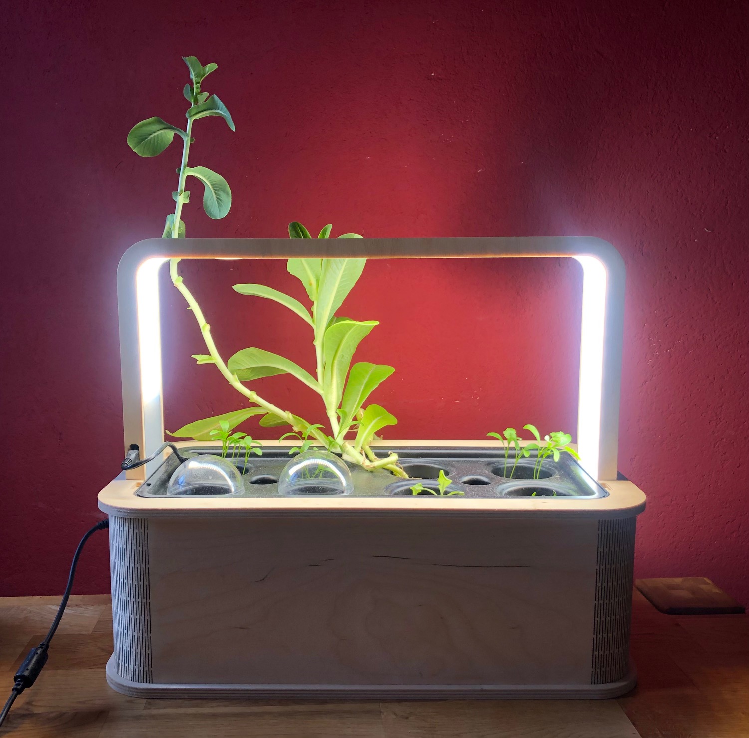 GreenBox Berlin Indoor Garten mit PlantPlugs und LED Beleuchtung