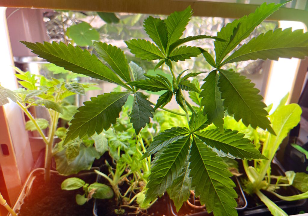 Cannabis Anbau im Indoor Garden