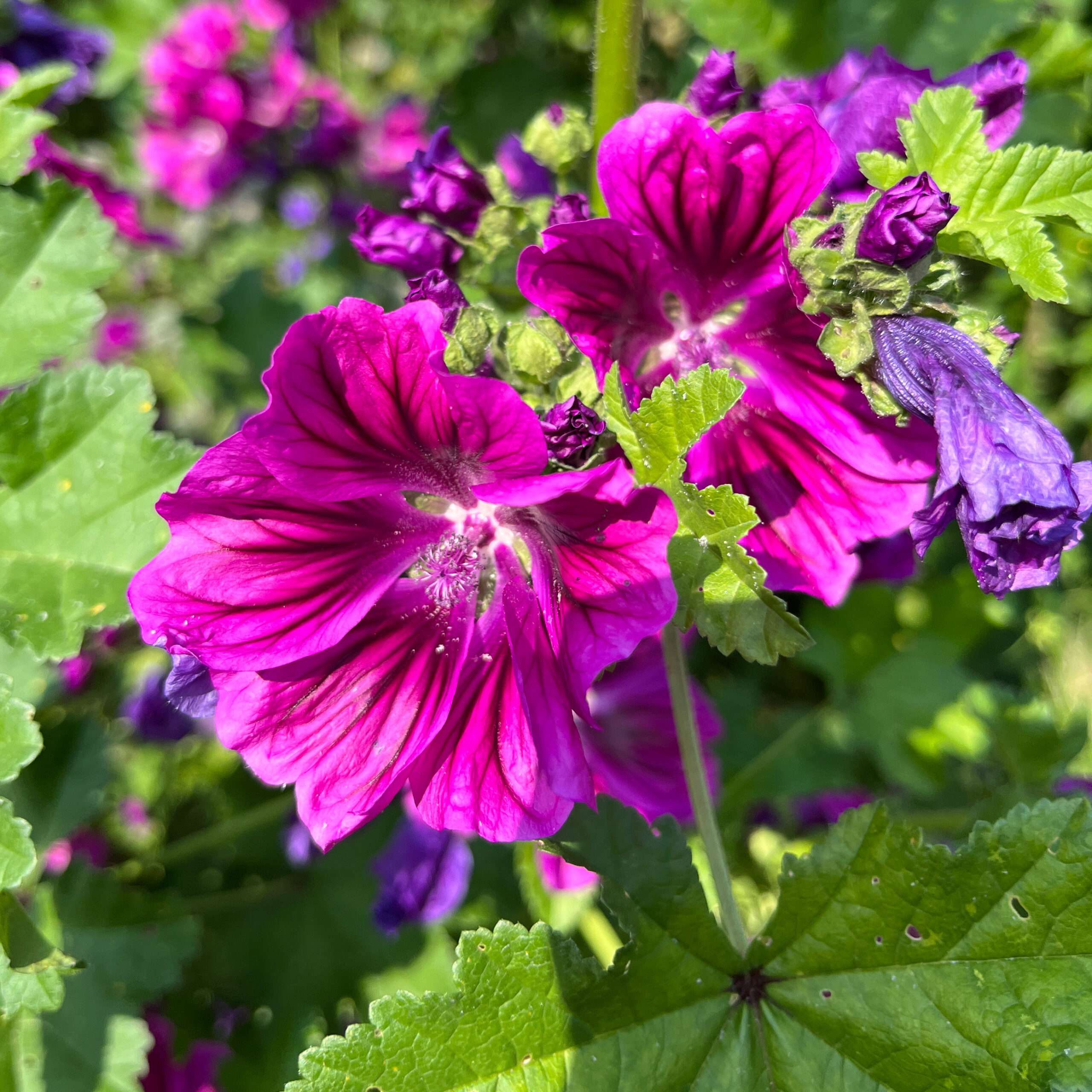 Malvenblüten als Tee