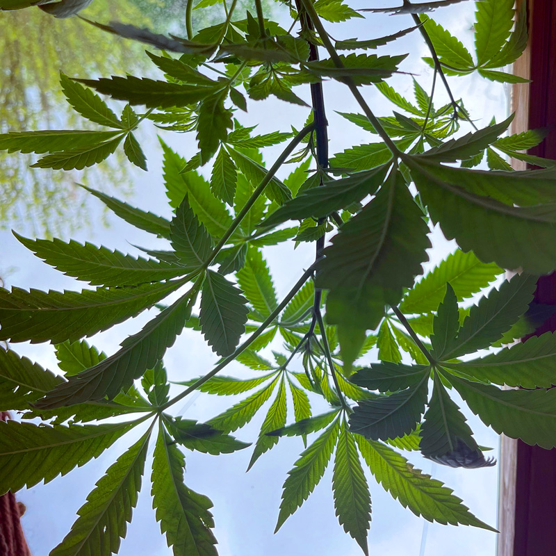 Blätter von Marihuana vor Fensterscheibe - Cannabis Anbau