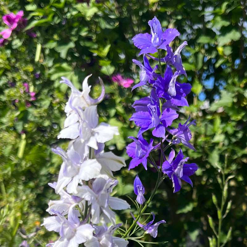 Blauer und weißer Acker Rittersporn