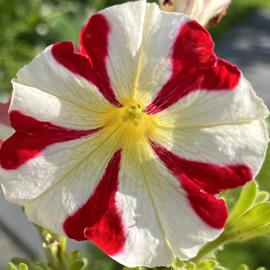 Von der Petunie hat sich Langenese die Farben abgeschaut rot-weiß gestreift ist diese Trichterblüte