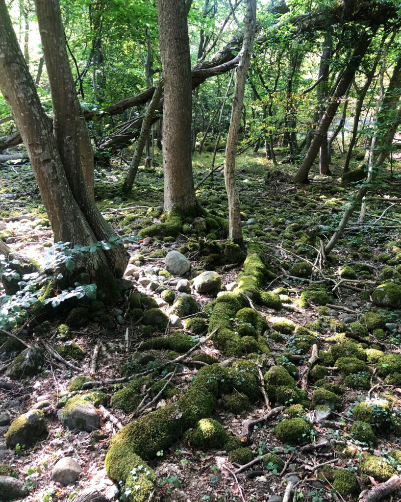 Beim Spaziergang im Wald sieht man Wurzeln und Moos