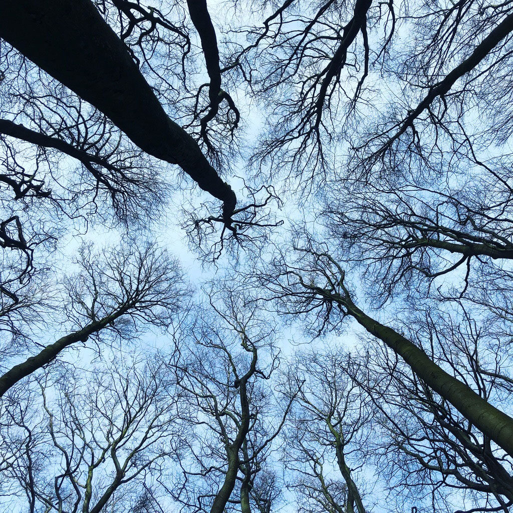 Ein Blick in das Muster von Baumkronen kann beim Waldbaden ungemein entspannten