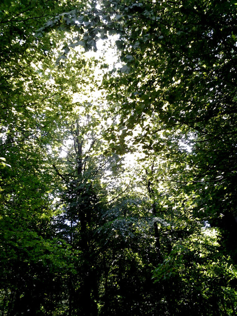 Eine Lichtung im Wald lädt zum Waldbaden ein