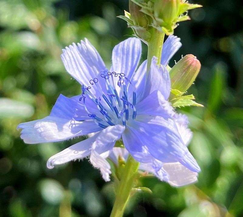Blüte der Wegwarte ist blau - auch Chicoree